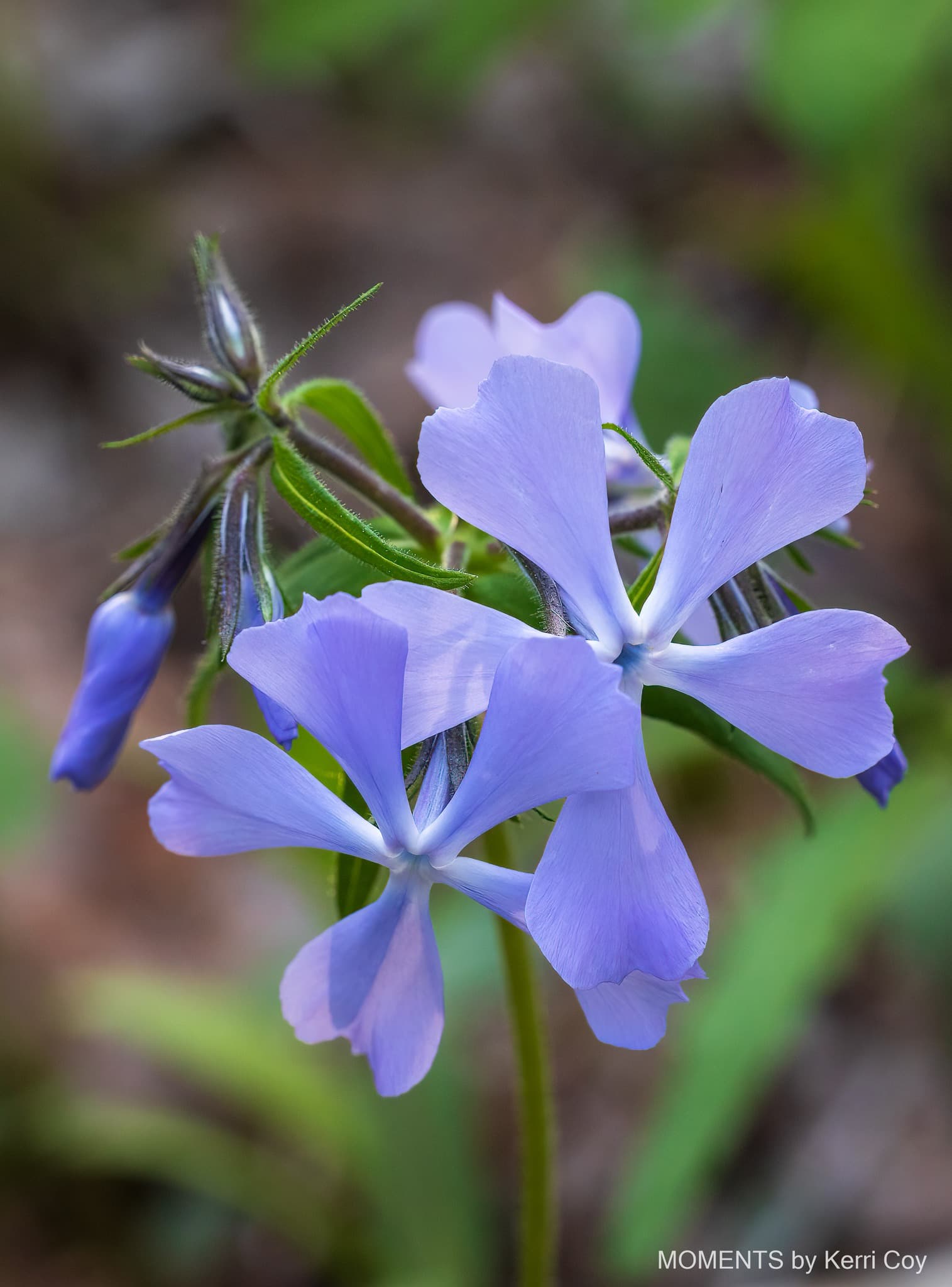 Photo of a flower